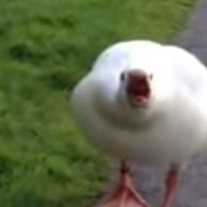 Meet your Posher, Brady